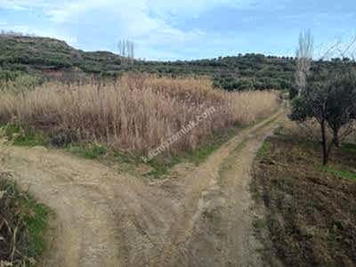 Tekirdağ Şarköy Çınarlı Mahallesi Satılık Tarla 1